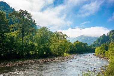 Yazın dağ nehri manzarası. Sisli bir sabahta harika bir doğa manzarası. Bulutlar uzak tepenin üzerinde yuvarlanıyor. Vadideki dere boyunca uzanan ağaçlar. Mavi gökyüzü güneşli.