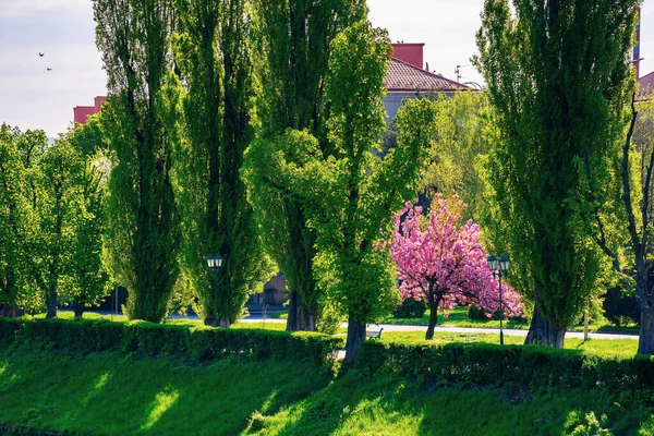 Cherry Blossom River Beautiful Sunny Morning Kyiv Embankment Uzhgorod Pink — Stock Photo, Image