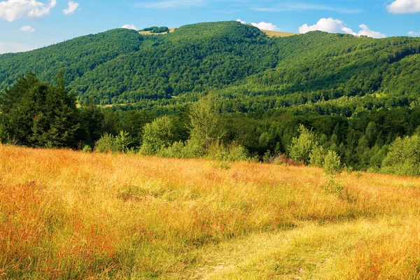 Venkovské Pole Horách Krásná Letní Krajina Karpatské Krajiny Stromy Kopci — Stock fotografie