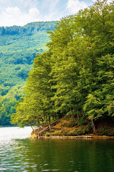 Meer Tussen Beukenbos Zomer Prachtig Natuurlandschap Bergen Vihorlat Nationaal Park — Stockfoto