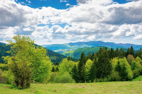 Forest Grassy Meadow Mountains Beautiful Countryside Landscape Sunny Day Clouds — Stock Photo, Image