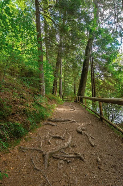 Stezka Lesem Létě Stromy Plot Podél Stezky Kořeny Trčí Země — Stock fotografie