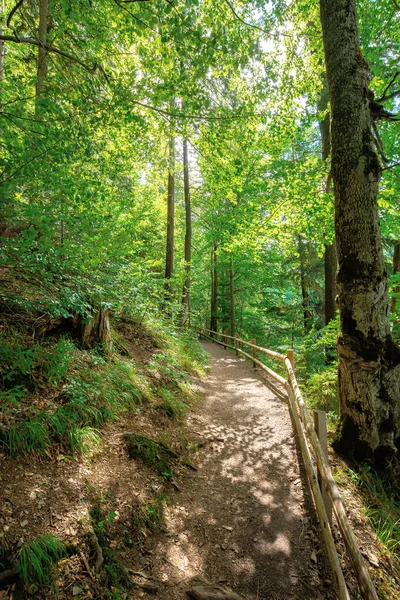 Wanderweg Durch Den Wald Sommer Bäume Und Zaun Entlang Des — Stockfoto