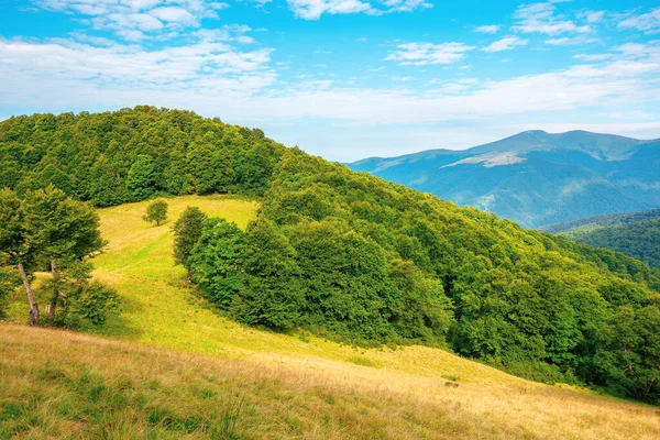 山上的森林和草地 夏天美丽的喀尔巴阡山脉风景 Blyznytsya峰在远方 晴空万里 晴空万里 — 图库照片