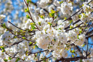 Sabah güneşinde beyaz elma çiçeği. İlkbaharda çok güzel bir arka plan. Dalların ve mavi gökyüzünün bulanık arkaplanının önündeki dallarda narin çiçekler