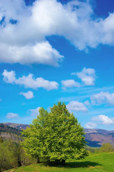 山の牧草地に木 春の晴れた日の美しい自然景観 遠くの青い空に浮かぶふわふわの雲 — ストック写真