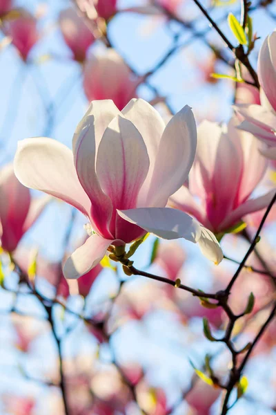 Magnolia Blanca Florece Luz Del Sol Flores Las Ramas Luz —  Fotos de Stock