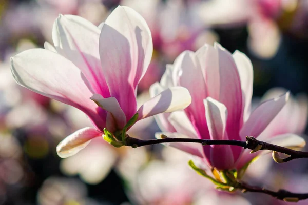 Λευκή Μανόλια Ανθίζει Στο Φως Του Ήλιου Λουλούδια Στα Κλαδιά — Φωτογραφία Αρχείου