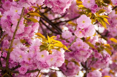 Pembe kiraz çiçeği yakın çekim. Sabah ışığında güzel doğa manzarası. bahar tazeliği kavramı