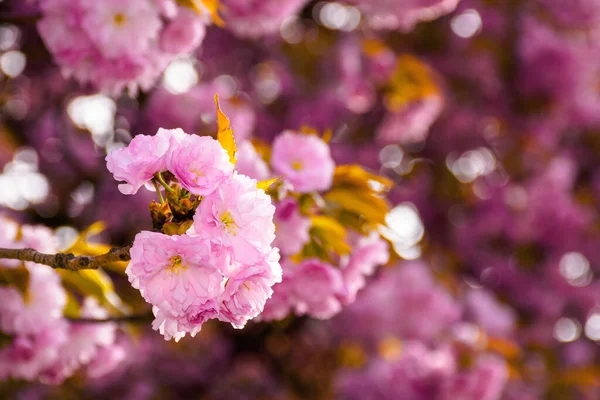 Pembe Kiraz Çiçeği Yakın Çekim Sabah Işığında Güzel Doğa Manzarası — Stok fotoğraf