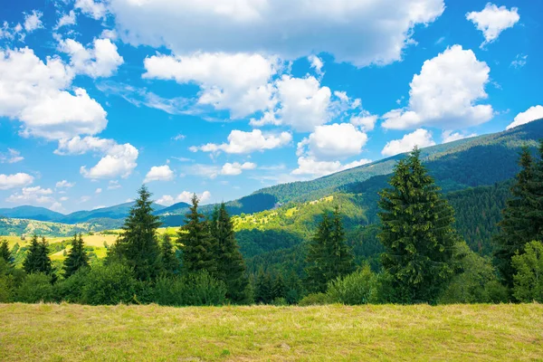 Rural Landscape Carpathian Mountains Summer Nature Scenery Trees Meadow Fluffy — Stock Photo, Image