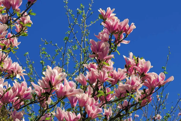 Lyserød Blomst Magnolia Træ Foråret Blomster Oven Den Grene Lysende - Stock-foto