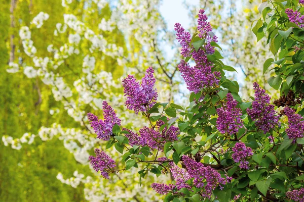 Lila Blommar Trädgården Vacker Natur Bakgrund Våren Solig Dag Gäng — Stockfoto