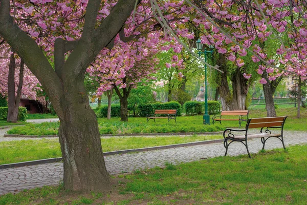 Sakura Kvete Parku Krásná Přírodní Scenérie Jaře Bujné Růžové Květy — Stock fotografie