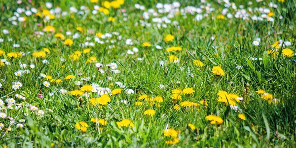 草丛中的黄色蒲公英 美丽的春天自然背景 浅水区深度 — 图库照片