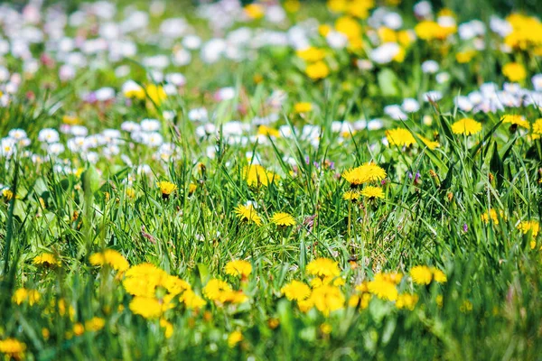 Diente León Amarillo Entre Hierba Hermoso Fondo Naturaleza Primavera Profundidad — Foto de Stock