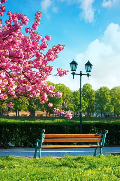 Maravilloso Paisaje Urbano Por Mañana Banco Linterna Cerca Del Cerezo — Foto de Stock