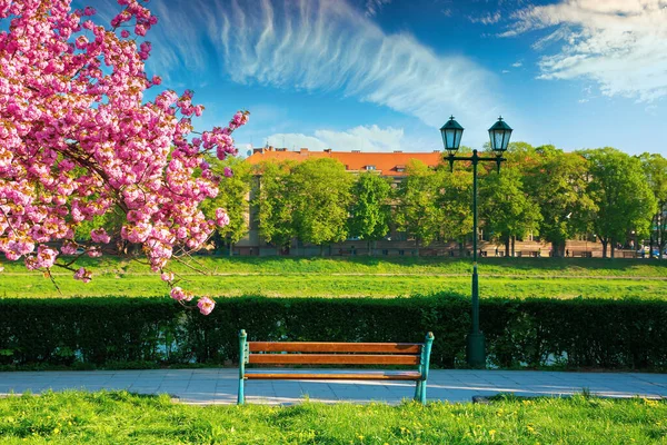 Underbart Stadslandskap Morgonen Bänk Och Lykta Nära Blommande Körsbärsträd Parken — Stockfoto