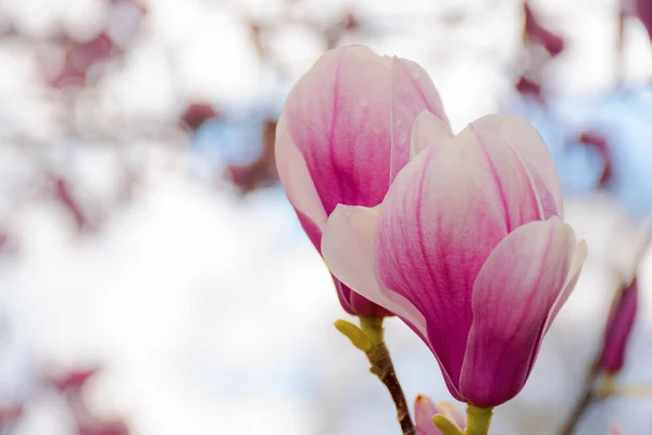 春の晴れた日にはマグノリアの花が咲きます 鮮やかな光の中で小枝にピンクの花を咲かせます 自然の概念における調和と美しさ — ストック写真
