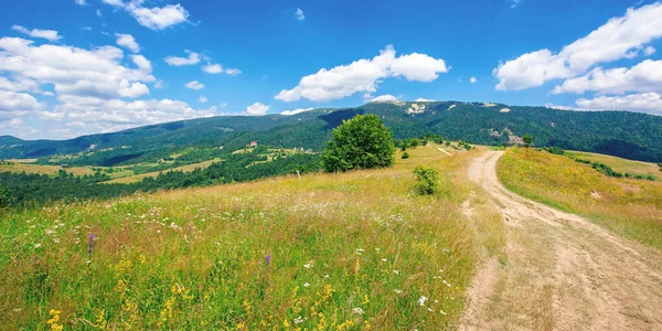 夏には丘の牧草地を通ります 晴れた日にはカルパチア山脈の美しい田園風景です 空にふわふわの雲が浮かぶ素晴らしい夏の天気 — ストック写真