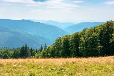 Dağlardaki çayırlarda sarı çimenler. Mavi gökyüzünün altında, öğleden sonra kabarık bulutlu güzel doğa manzarası..