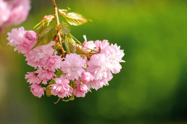 Японская Вишня Цветет Ветке Красивый Крупный План Природы Весной Солнечный — стоковое фото