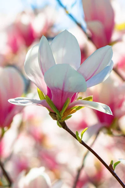 Rosa Magnolia Blommar Våren Vackra Blommor Grenen Morgonljus — Stockfoto