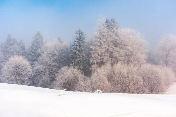 Árvores Névoa Uma Colina Coberta Neve Conto Fadas Cenário Montanha — Fotografia de Stock