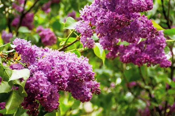 Våt Syrenblomma Grenarna Vacker Natur Bakgrund Våren — Stockfoto