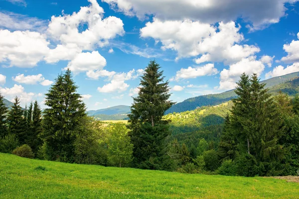 Sommarlandsbygd Fjällen Granträd Gräsmattan Underbart Väder Med Fluffiga Moln Himlen — Stockfoto