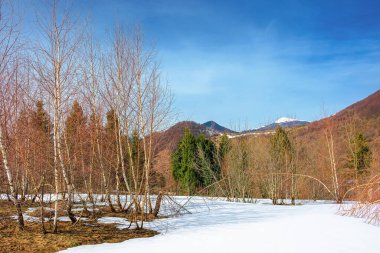 Dağlarla kaplı çayırdaki kardaki ağaçlar. Uzanian doğal parkının güzel kış manzarası güneşli bir günde Ukrayna
