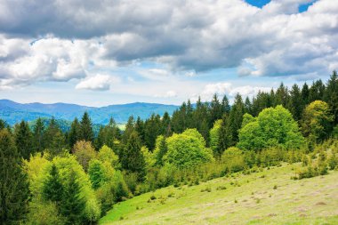 Dağlardaki çimenli çayırlarda bir orman. Güneşli bir günde güzel bir kırsal alan. Borzhava sırtının üstündeki mavi gökyüzünde bulutlar. Karpatlar 'da bahar maceraları