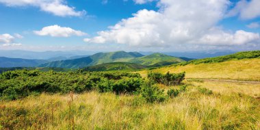 Aydınlık bir yaz gününde dağ manzarası. Tepedeki çayırlarda ve bitkilerde. Gökyüzünde kabarık bulutlar olan harika bir hava. Karpatların Chernohora sırtı