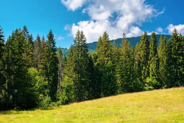 冷杉森林在绿色的草甸上 夏天美丽的山景 中午时分 天气晴朗 天空上乌云密布 仲夏喀尔巴阡山乡村 — 图库照片