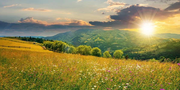 Paysage Rural Avec Prairie Herbeuse Fleurs Coucher Soleil Beaux Paysages — Photo