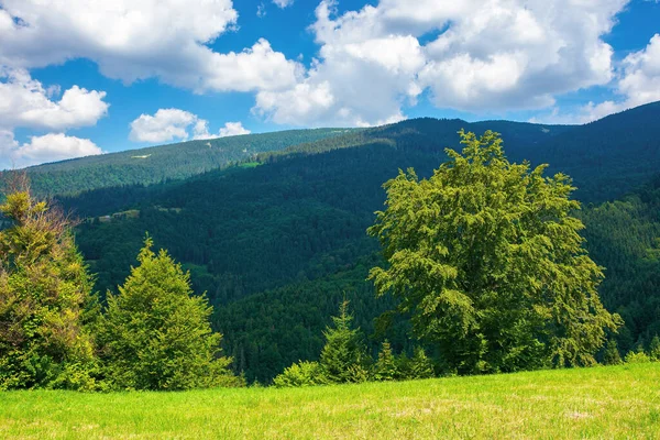 夏天的山地乡村风景 山坡草地上的树木 蓝天上的云彩在遥远的山脊之上 阳光灿烂的乡村冒险 — 图库照片