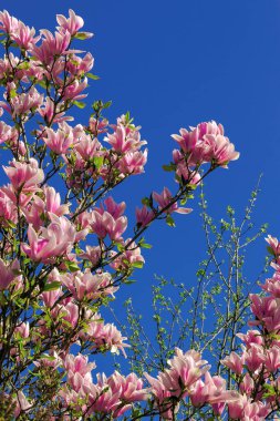 Baharda manolya ağacının pembe çiçeği. Parlak güneş ışığında dallarda çiçekler. Derin mavi bulutsuz gökyüzünün altında güzel bir arka plan.