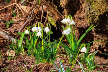 Ormanda patlayan kar taneleri. Güneşli bir günde güzel kır çiçekleri kapanıyor. Erken bahar kurye kavramı