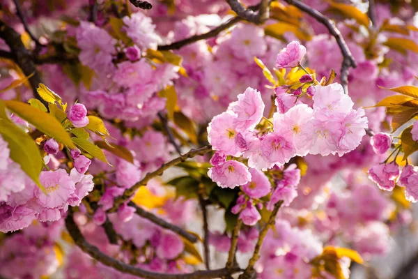ピンクの桜が閉まりました 朝の光の中で美しい自然景観 春の新鮮コンセプト — ストック写真