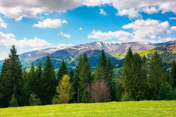 Mountain Landscape Springtime Sunny Day Trees Grassy Meadow Fluffy Clouds — Stock Photo, Image