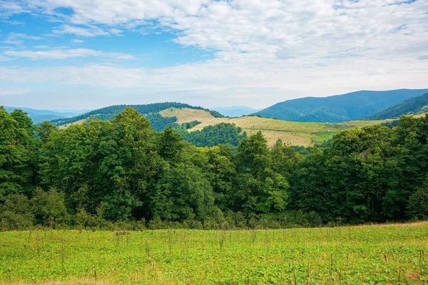 Paisagem Verão Montanhas Carpathian Belo Cenário Pela Manhã Floresta Faia — Fotografia de Stock
