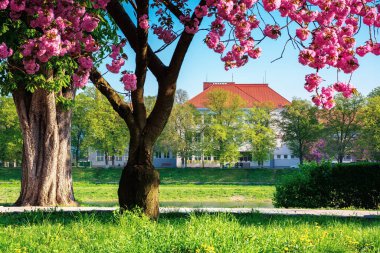 Nehir kenarında kiraz çiçeği. Uzhgorod 'daki Kyiv toprak setinde güneşli güzel bir sabah. Sabah ışığında pembe sakura çiçekleri. Ukrayna 'nın popüler seyahat hedefi