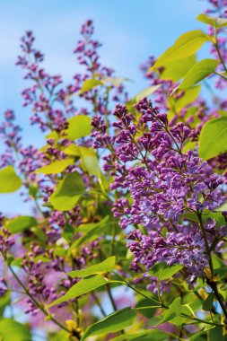 Bahçede leylak çiçeği. Baharda güneşli bir günde güzel bir doğa arka planı. Bir demet mor çiçek yeşil bir çalıda.
