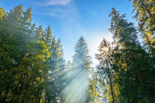 Solljus Genom Träd Och Morgondimma Vacker Skog Natur Bakgrund Underbart — Stockfoto