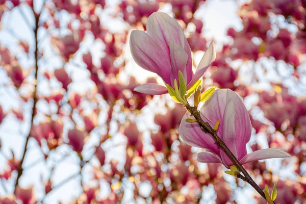 Magnolia Kwitnie Słoneczny Wiosenny Dzień Różowe Kwiaty Gałązkach Jasnym Świetle — Zdjęcie stockowe