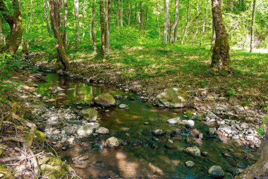 Ormandaki vahşi su akıntısı. Güneşli bir bahar gününde güzel bir doğa manzarası. Canlı yeşil yapraklı ağaçlar. Kıyıda taşlar var. Doğanın tazeliği kavramı