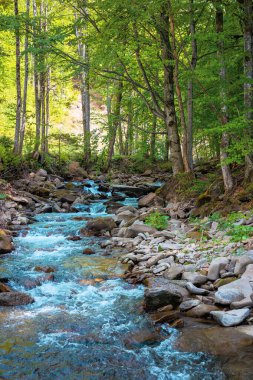 Dağ nehri ormanın içinden akar. Güneşli bir günde yaz manzarası. Kayaların arasında hızlı su akar. Yeşillik ve yemyeşil ağaçlar...