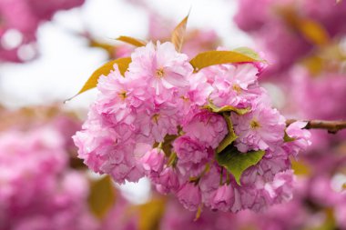 Ukrayna 'da çiçek açan pembe sakura çiçekleri. İlkbaharda kiraz çiçeği mevsimi. Çiçek arka planını kapat