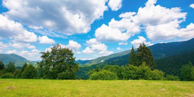 Karpat Dağları 'ndaki yaz manzarası. Çimenli çayırlarda ağaçların olduğu güzel doğa manzarası. Parlak mavi gökyüzünde kabarık bulutlar. Ukrayna 'nın harika seyahat yeri
