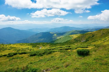 Dağların tepeleri uzaklığa doğru yuvarlanıyor. Doğu Karpatlar 'daki kara tepenin yaz manzarası, Ukrayna. Mavi gökyüzünde kabarık bulutlu güneşli bir manzara